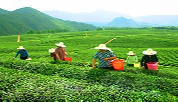 加盟硒部茶业生态富硒茶